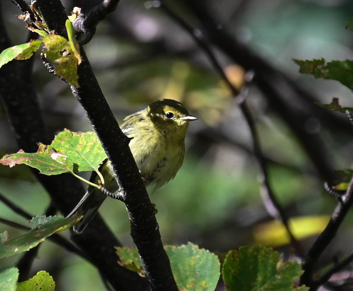 Blackpoll Warbler - ML642357196