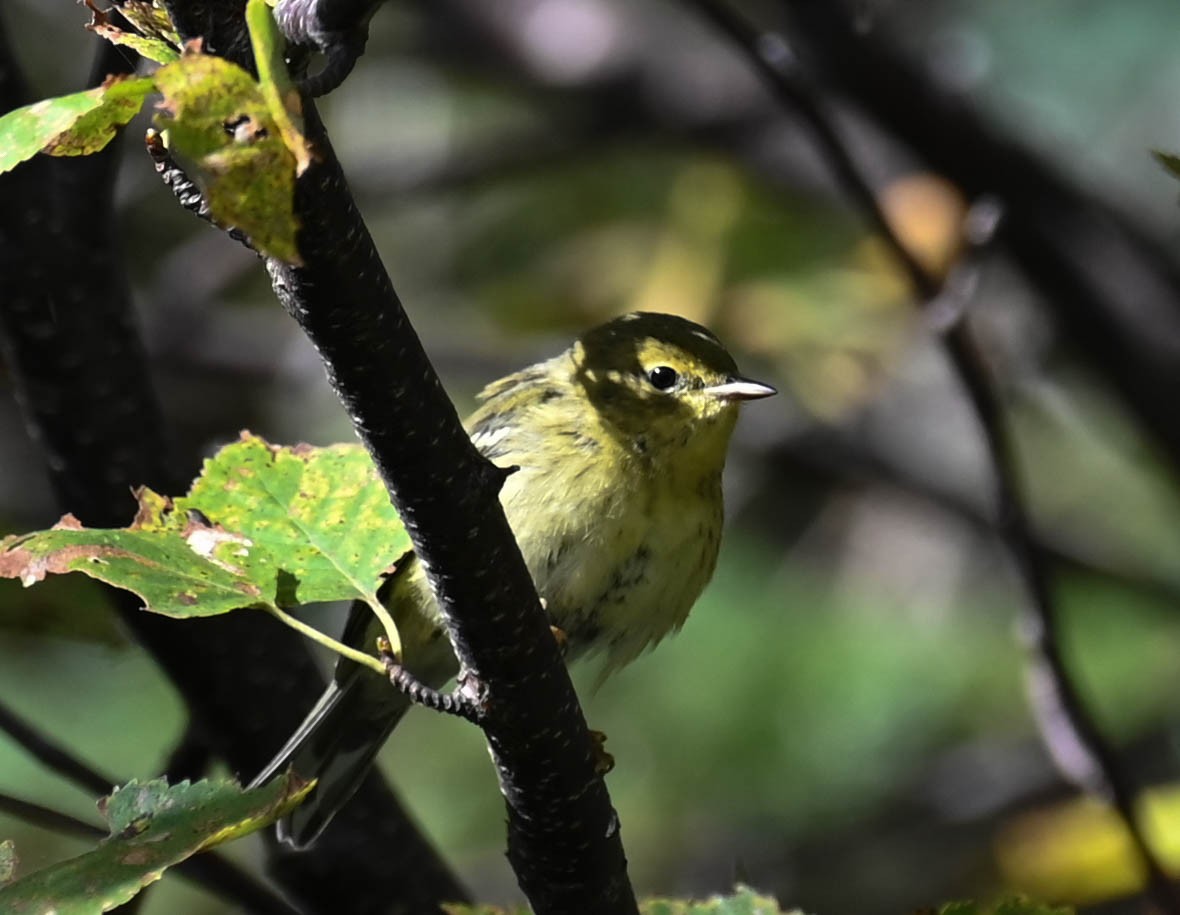 Blackpoll Warbler - ML642357197