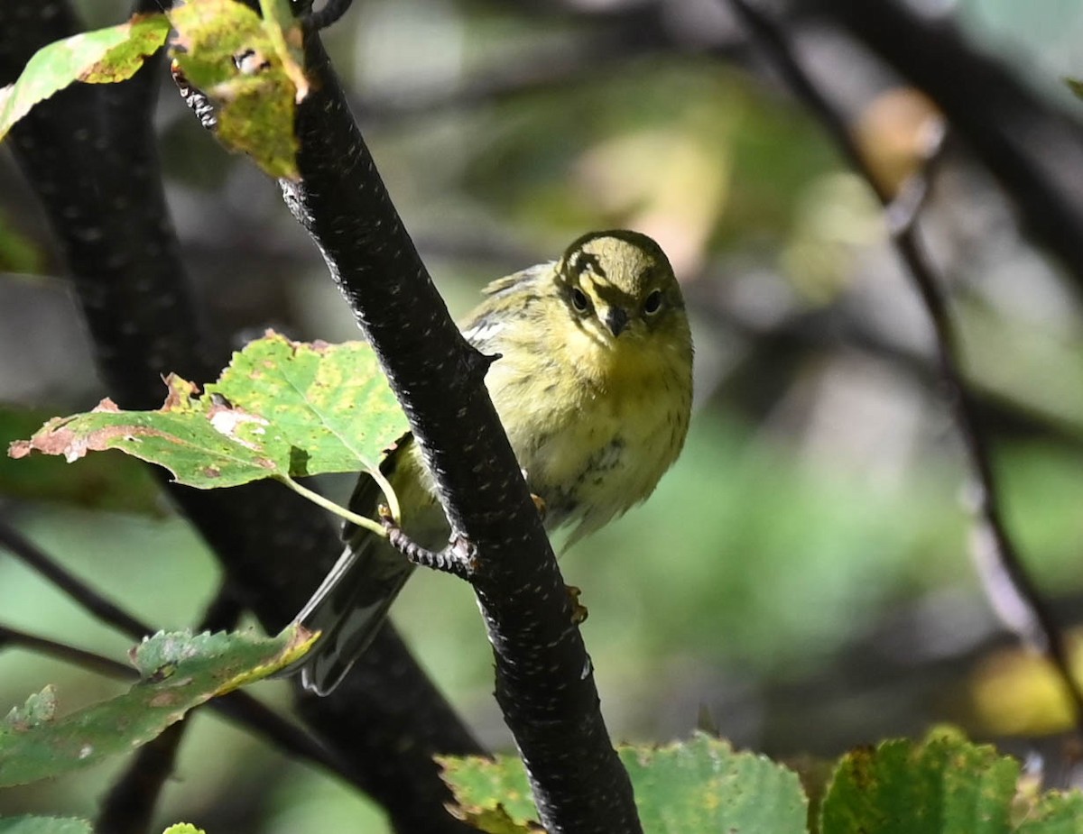 Blackpoll Warbler - ML642357198