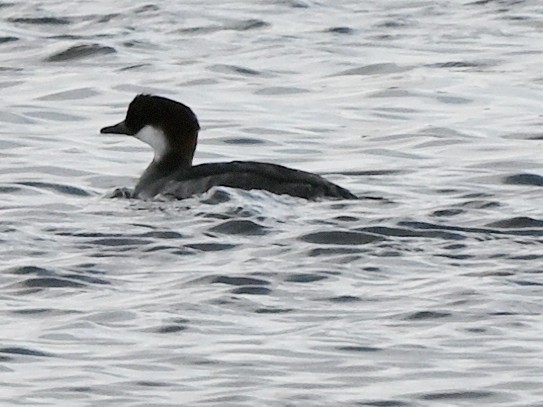 Smew - ML642357201