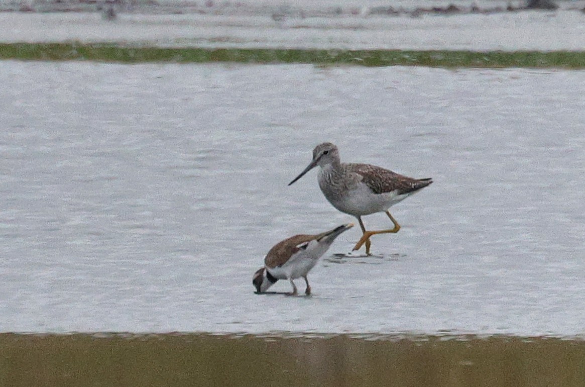 Greater Yellowlegs - ML642357203