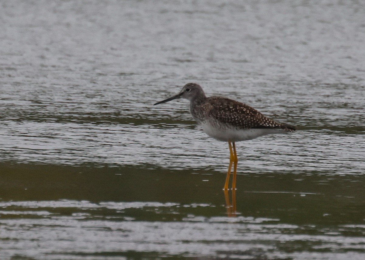 Greater Yellowlegs - ML642357204
