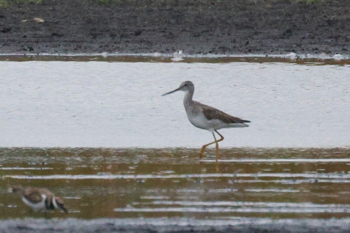 Greater Yellowlegs - ML642357205