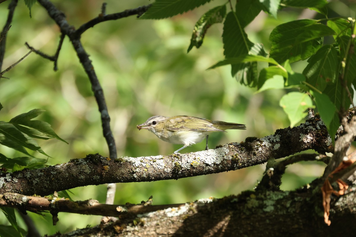 Vireo begigorria - ML642357217