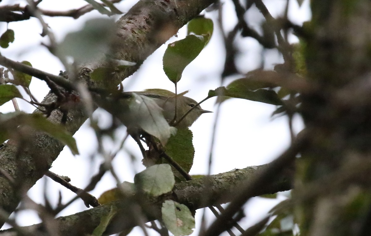 Tennessee Warbler - ML642357219