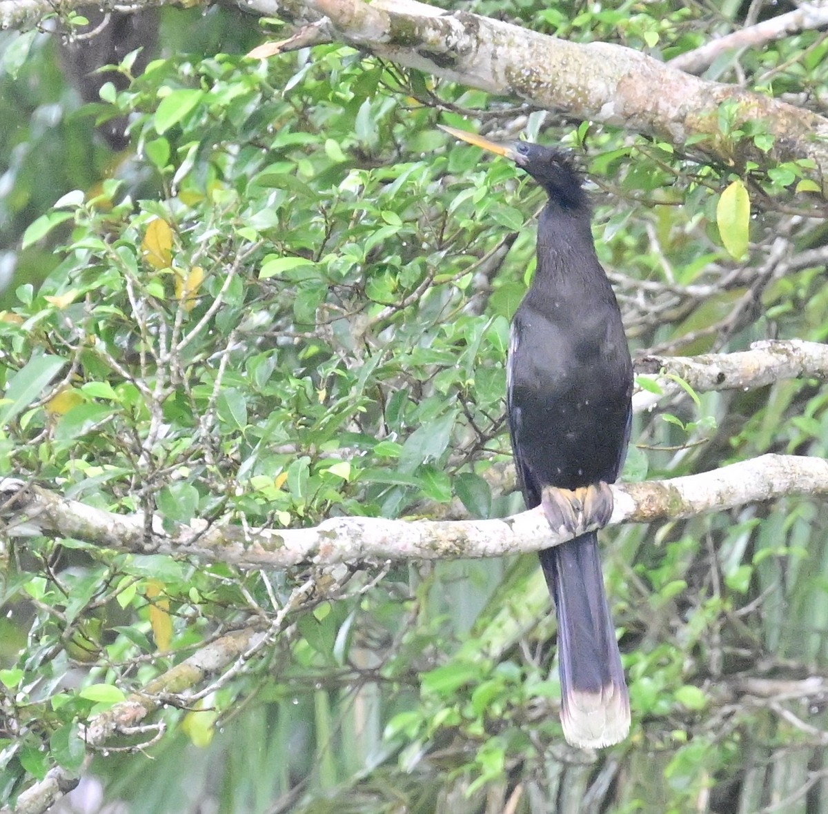 Anhinga amerikarra - ML642357220
