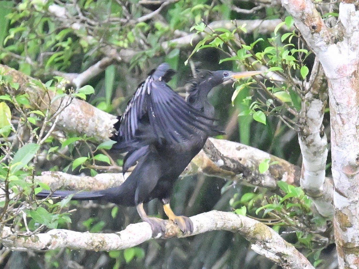 Anhinga amerikarra - ML642357221