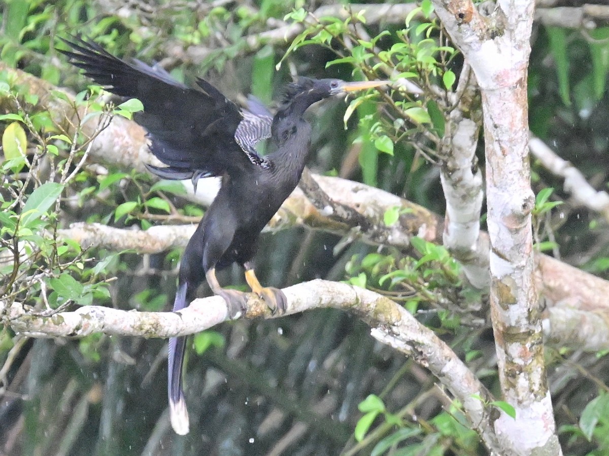 Anhinga amerikarra - ML642357222