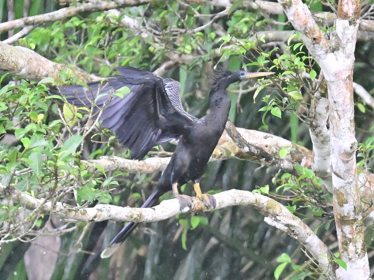 Anhinga amerikarra - ML642357223