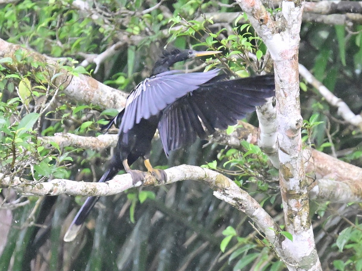 Anhinga amerikarra - ML642357224