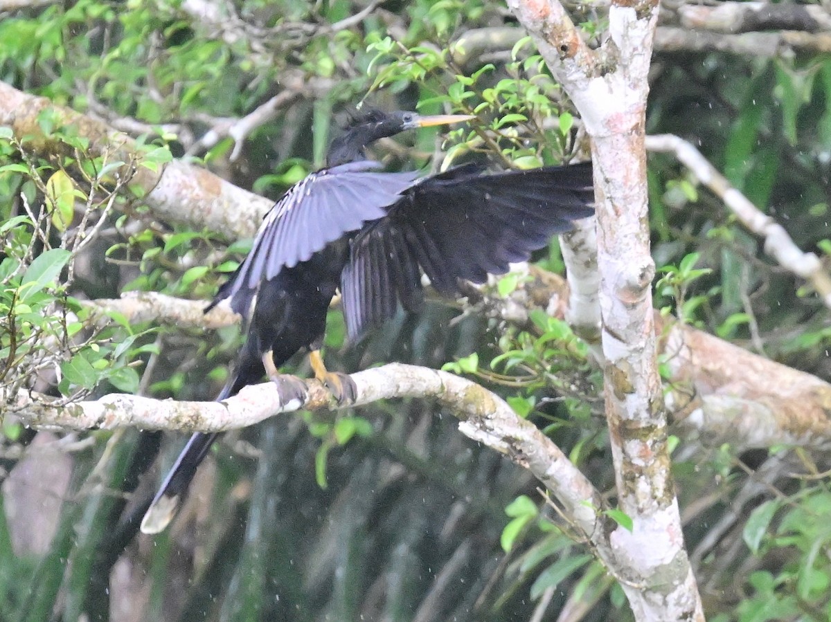 Anhinga amerikarra - ML642357225