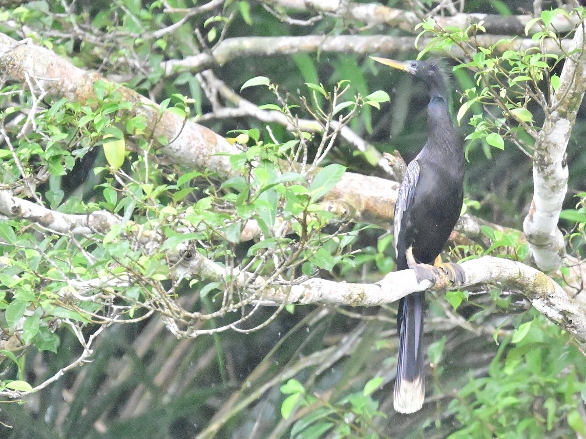 Anhinga amerikarra - ML642357226