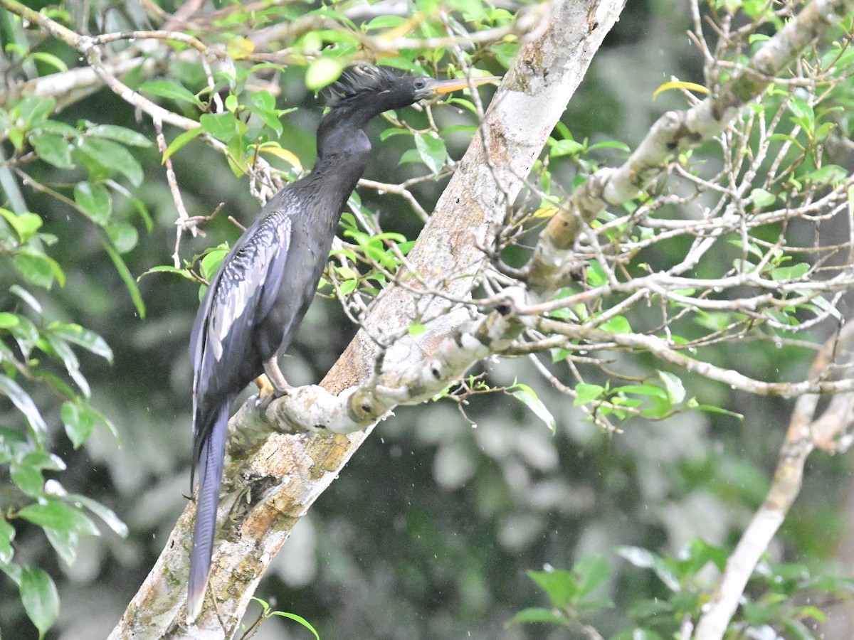 Anhinga amerikarra - ML642357227