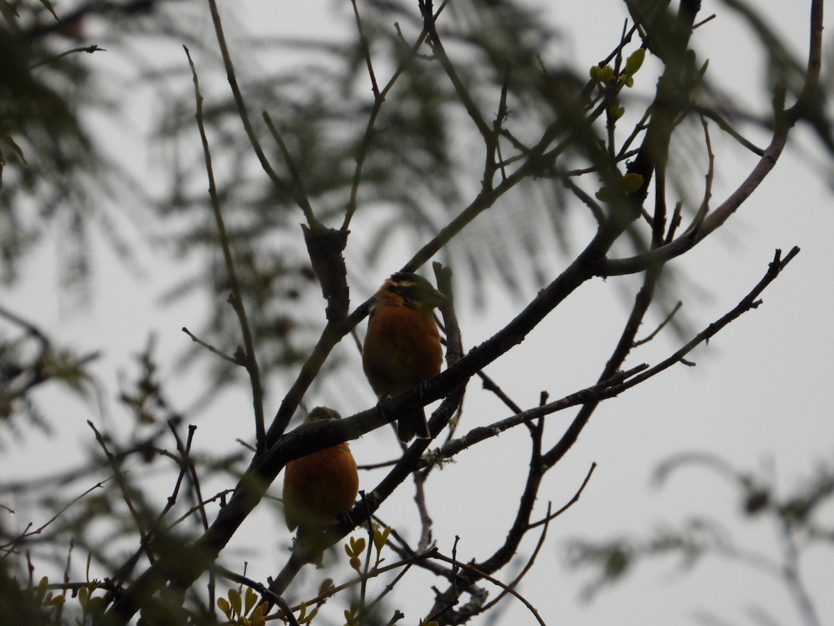 Black-headed Grosbeak - ML642357229