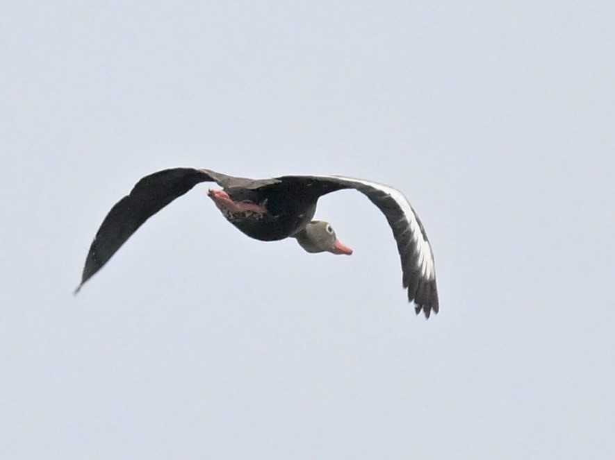 Black-bellied Whistling-Duck - ML642357232