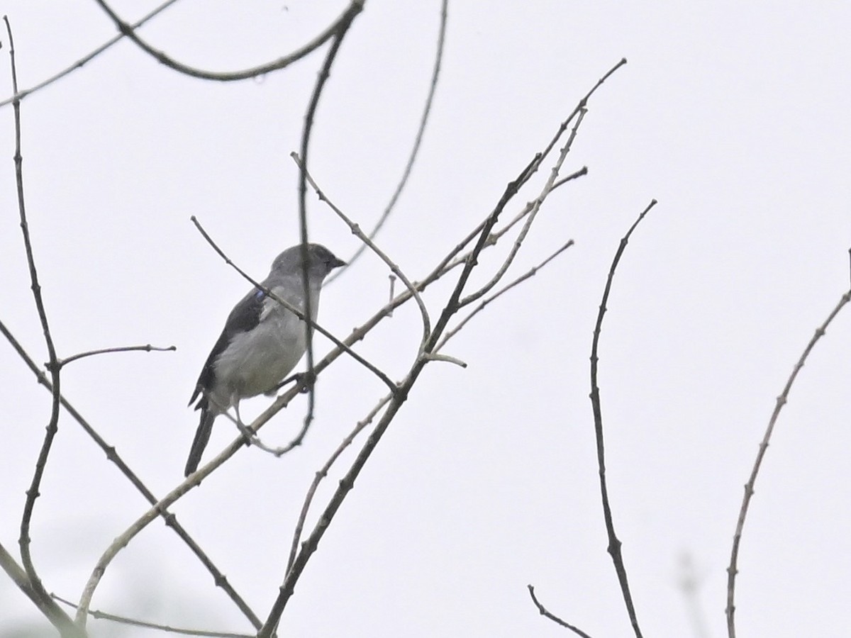 Plain-colored Tanager - ML642357241