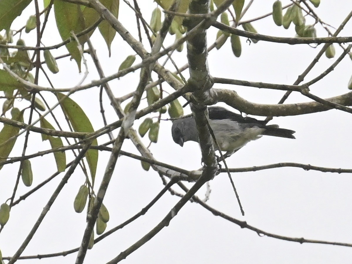 Plain-colored Tanager - ML642357242