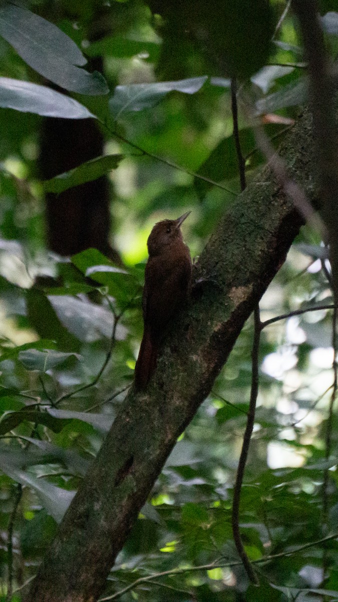 Plain-winged Woodcreeper - ML642357244