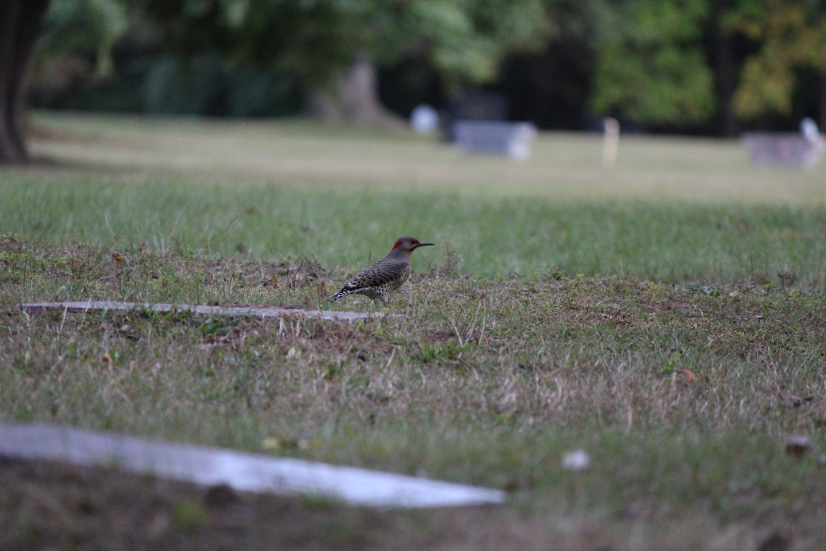 Northern Flicker - ML642357284