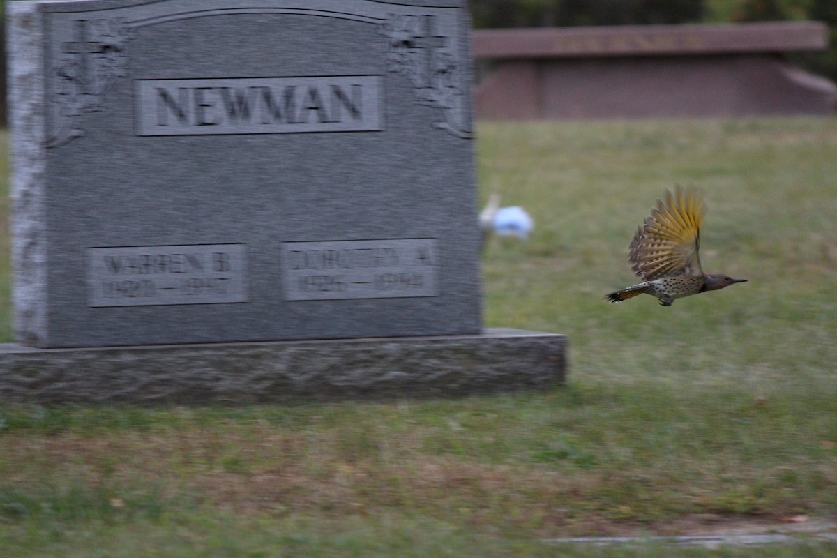 Northern Flicker - ML642357285