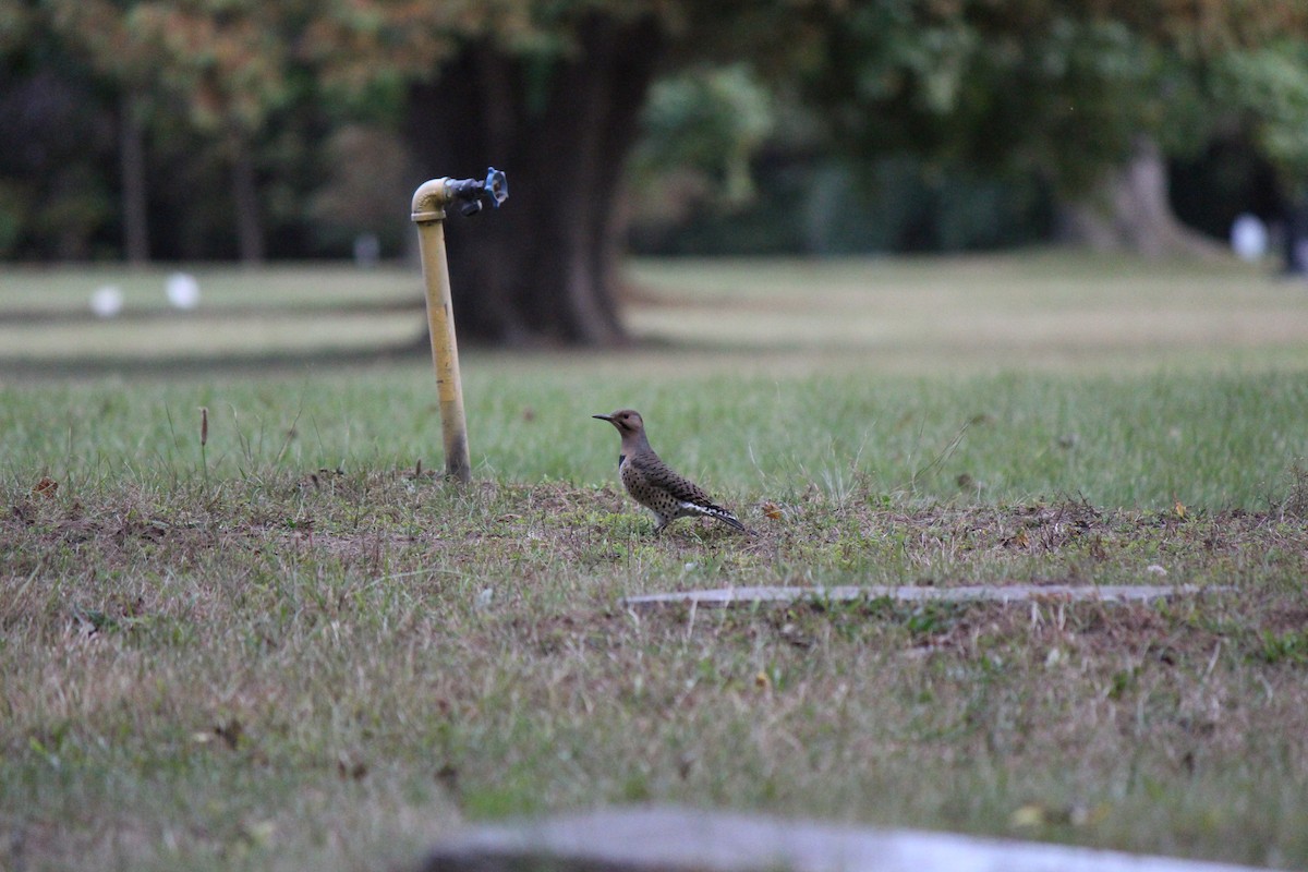 Northern Flicker - ML642357286