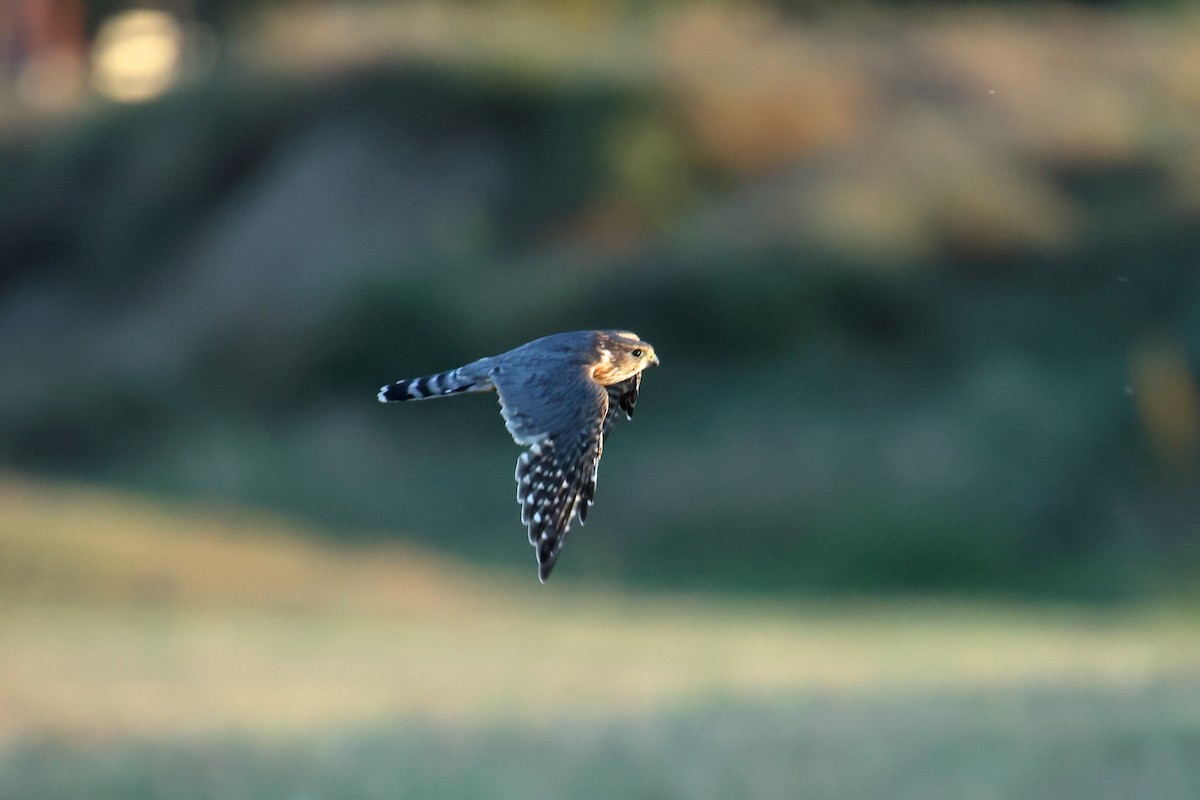 Merlin - ML642357316
