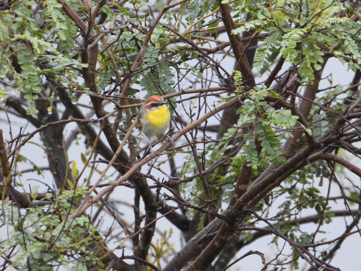 Rufous-capped Warbler - ML642357345