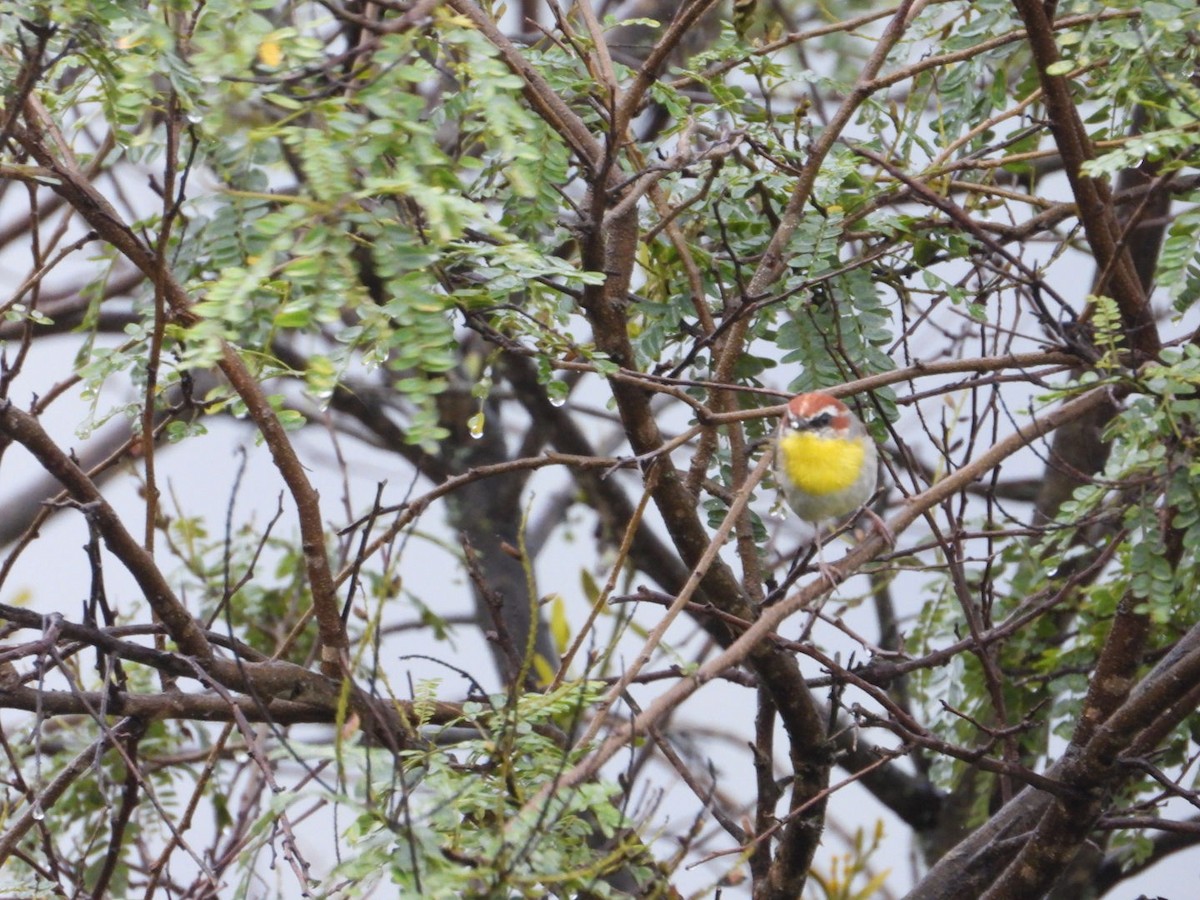 Rufous-capped Warbler - ML642357346