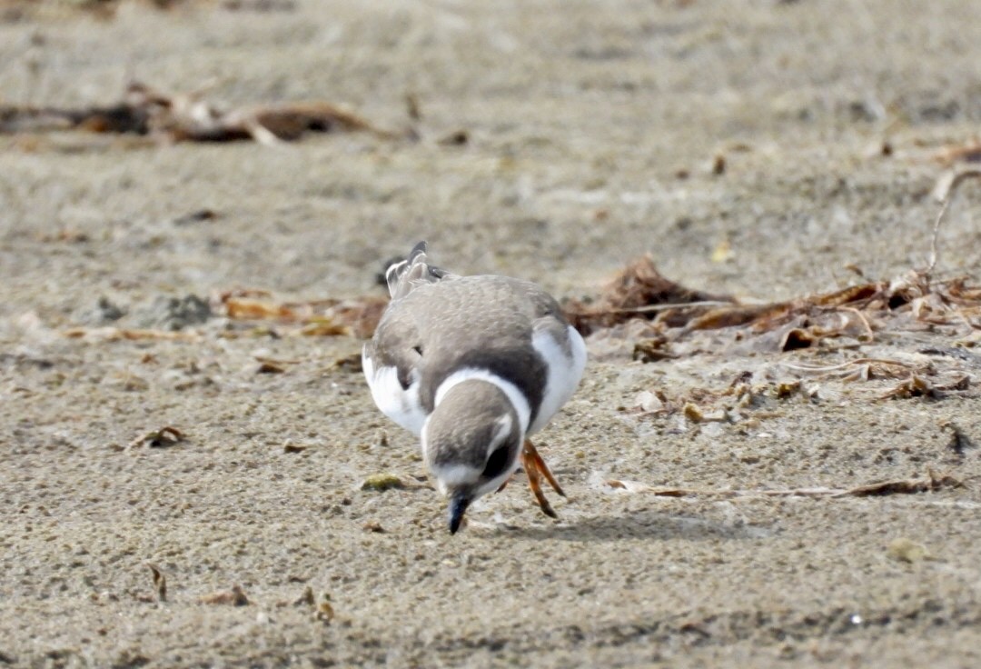 Semipalmated Plover - ML642357347