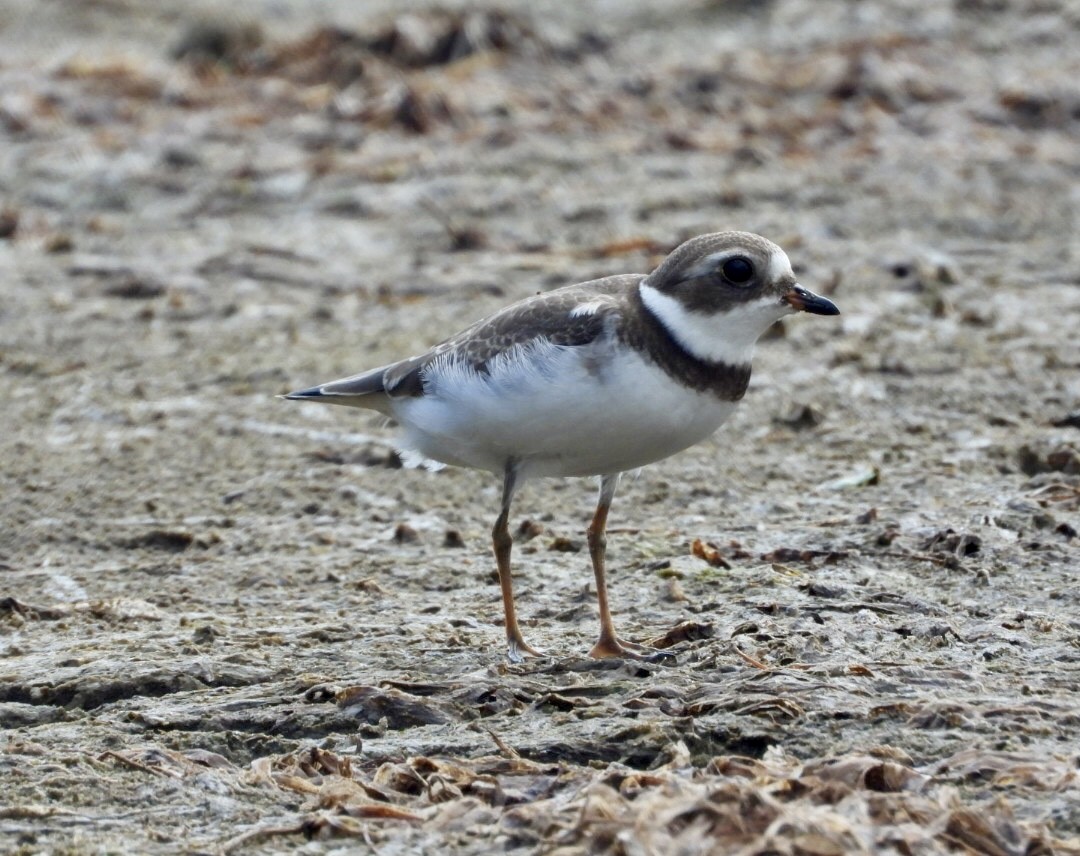Semipalmated Plover - ML642357348