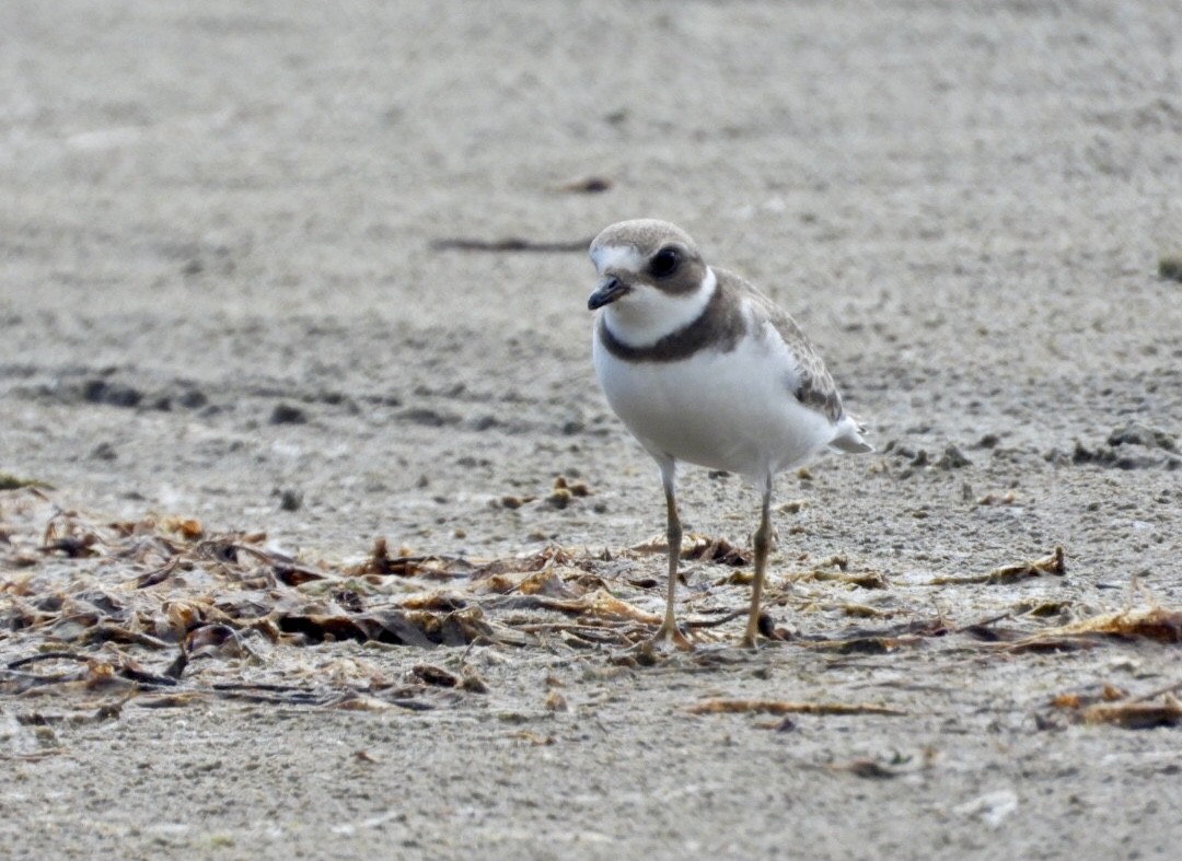 Semipalmated Plover - ML642357349