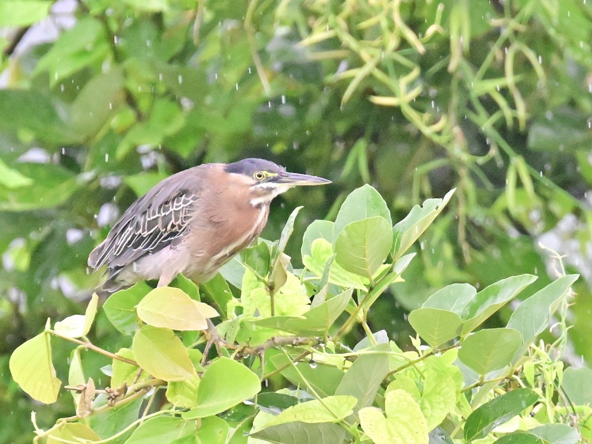 Green Heron - ML642357363
