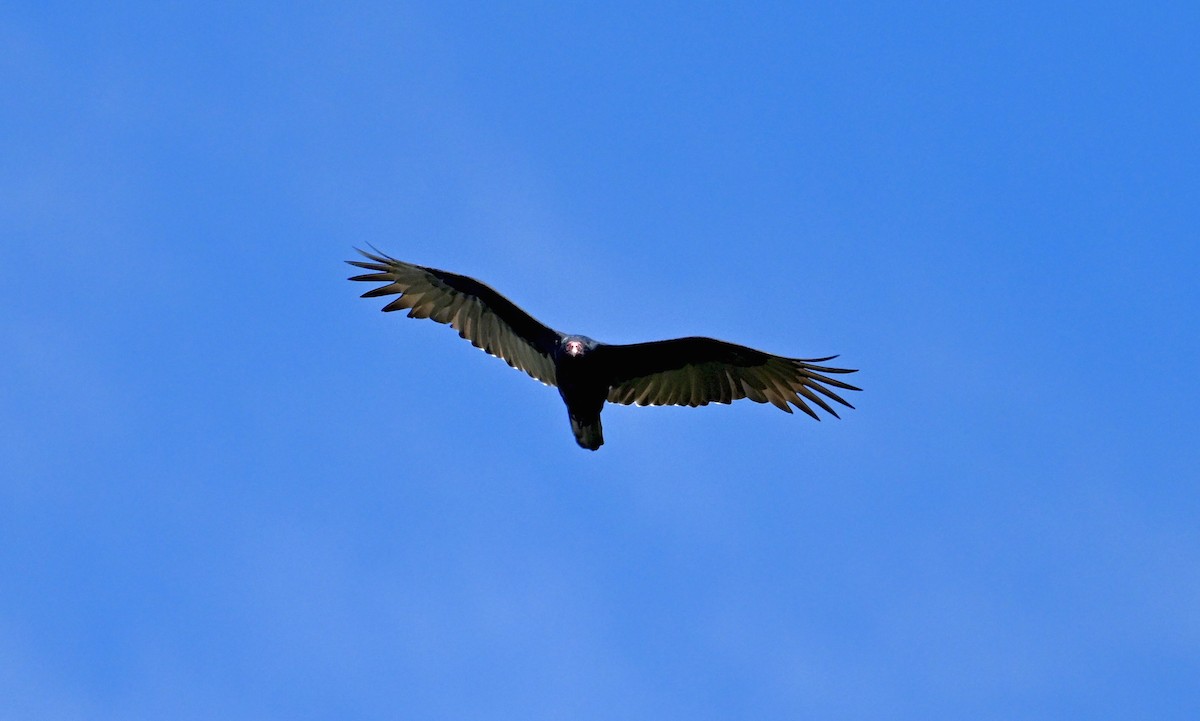 Turkey Vulture - ML642357370