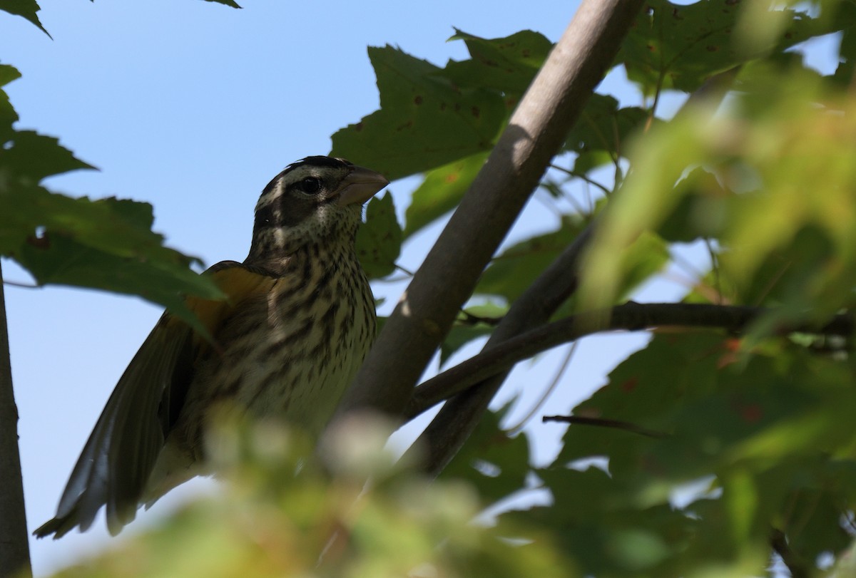 Rose-breasted Grosbeak - ML642357377