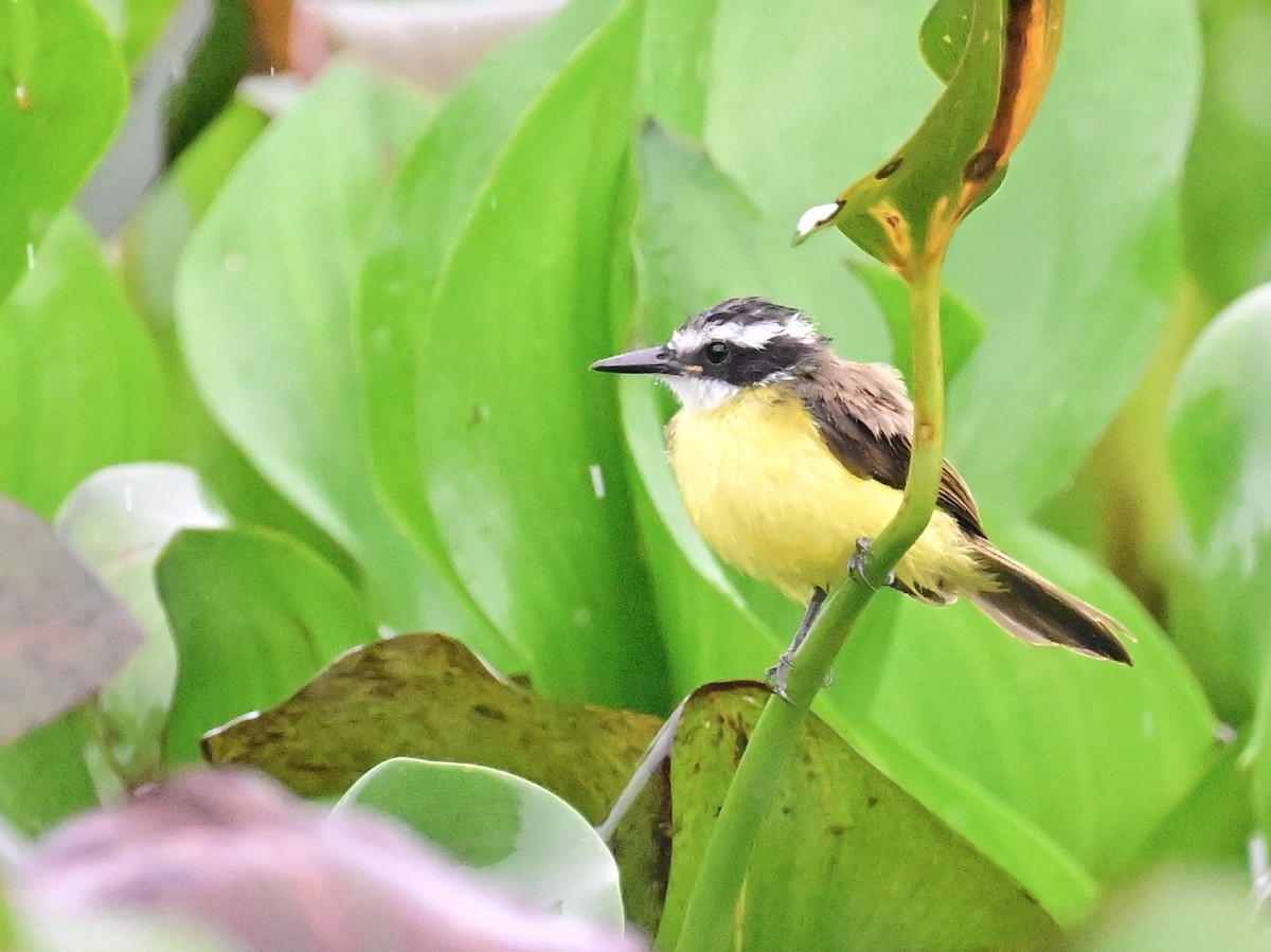 Lesser Kiskadee - ML642357385