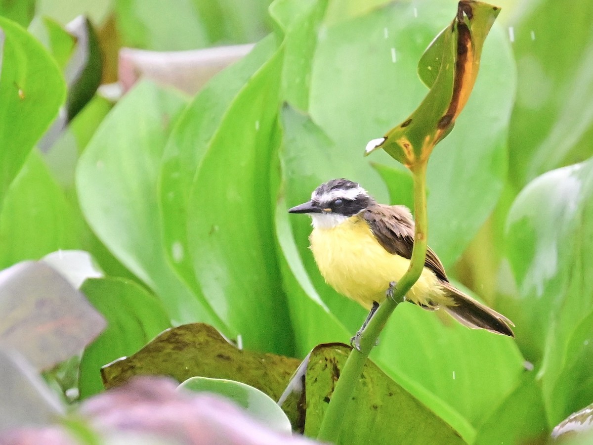 Lesser Kiskadee - ML642357386
