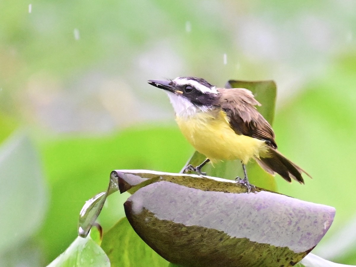 Lesser Kiskadee - ML642357387