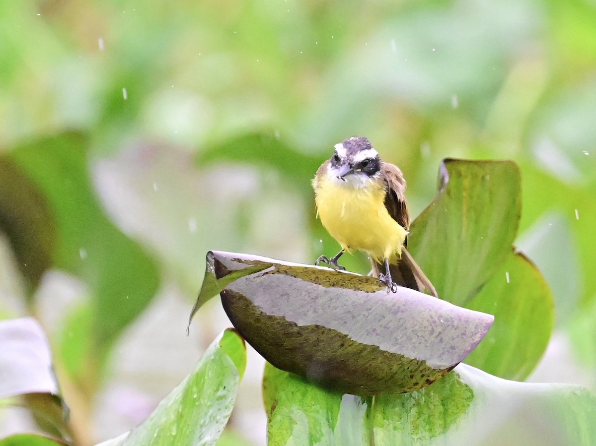 Lesser Kiskadee - ML642357389