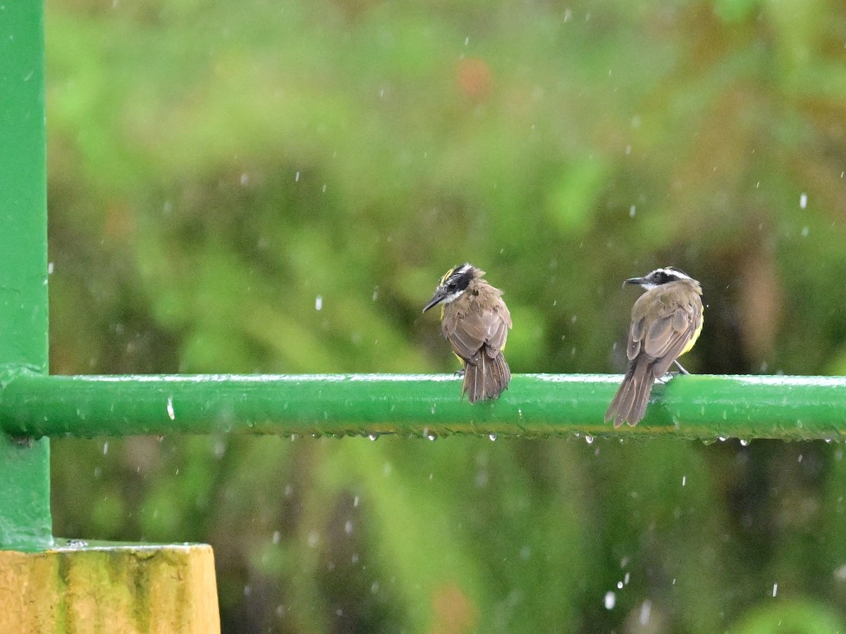 Lesser Kiskadee - ML642357390