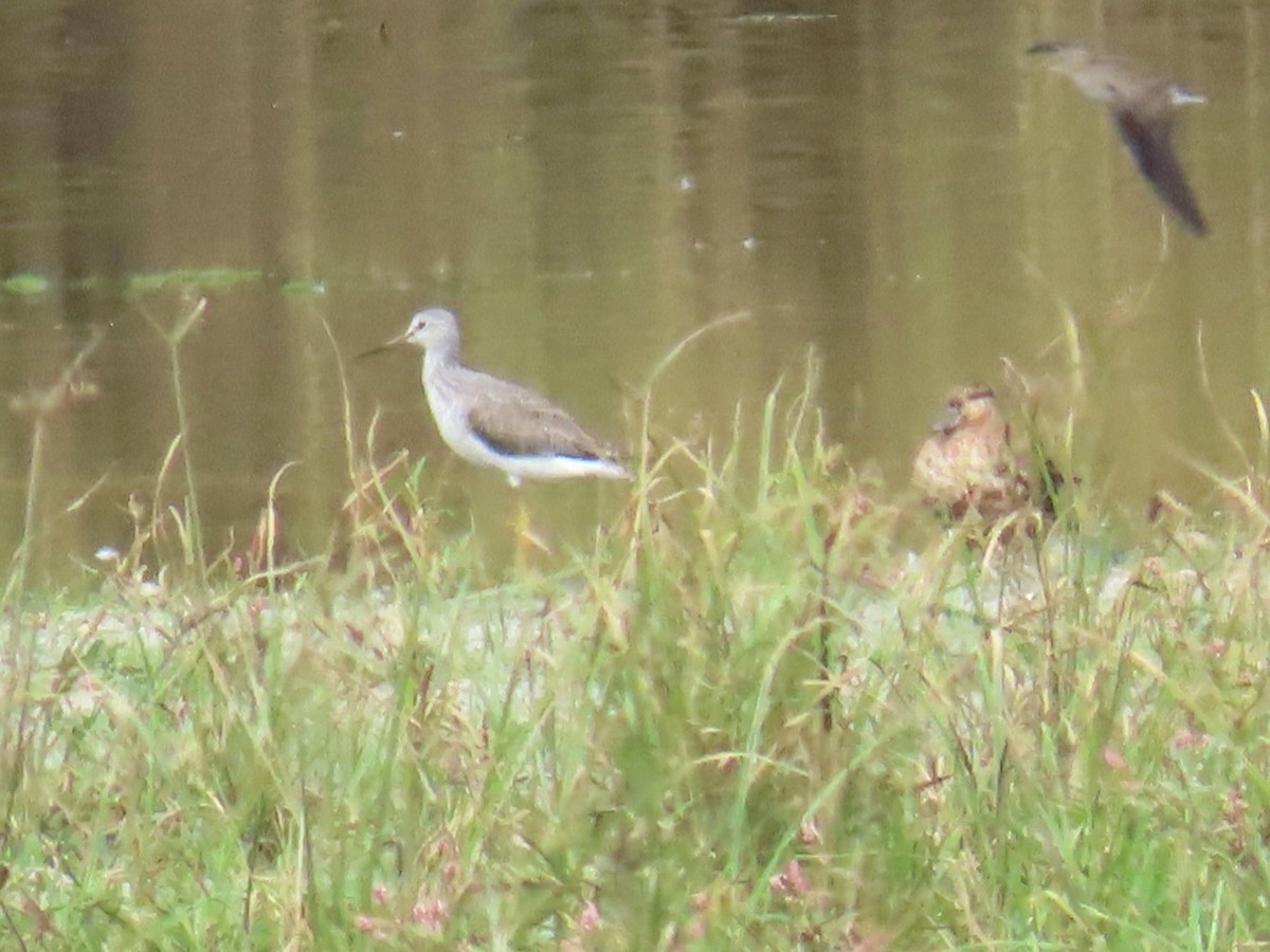 Greater Yellowlegs - ML642357392