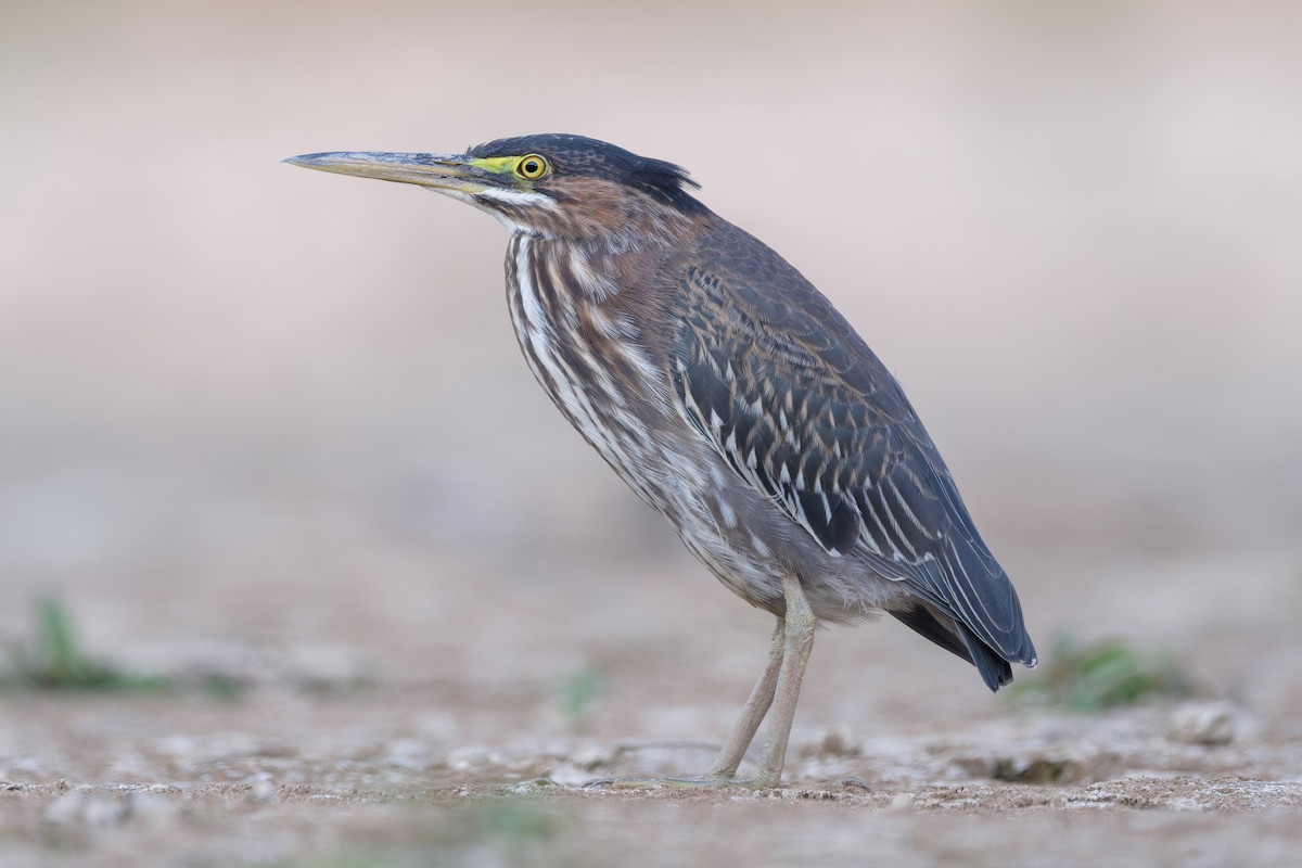 Green Heron - ML642357393