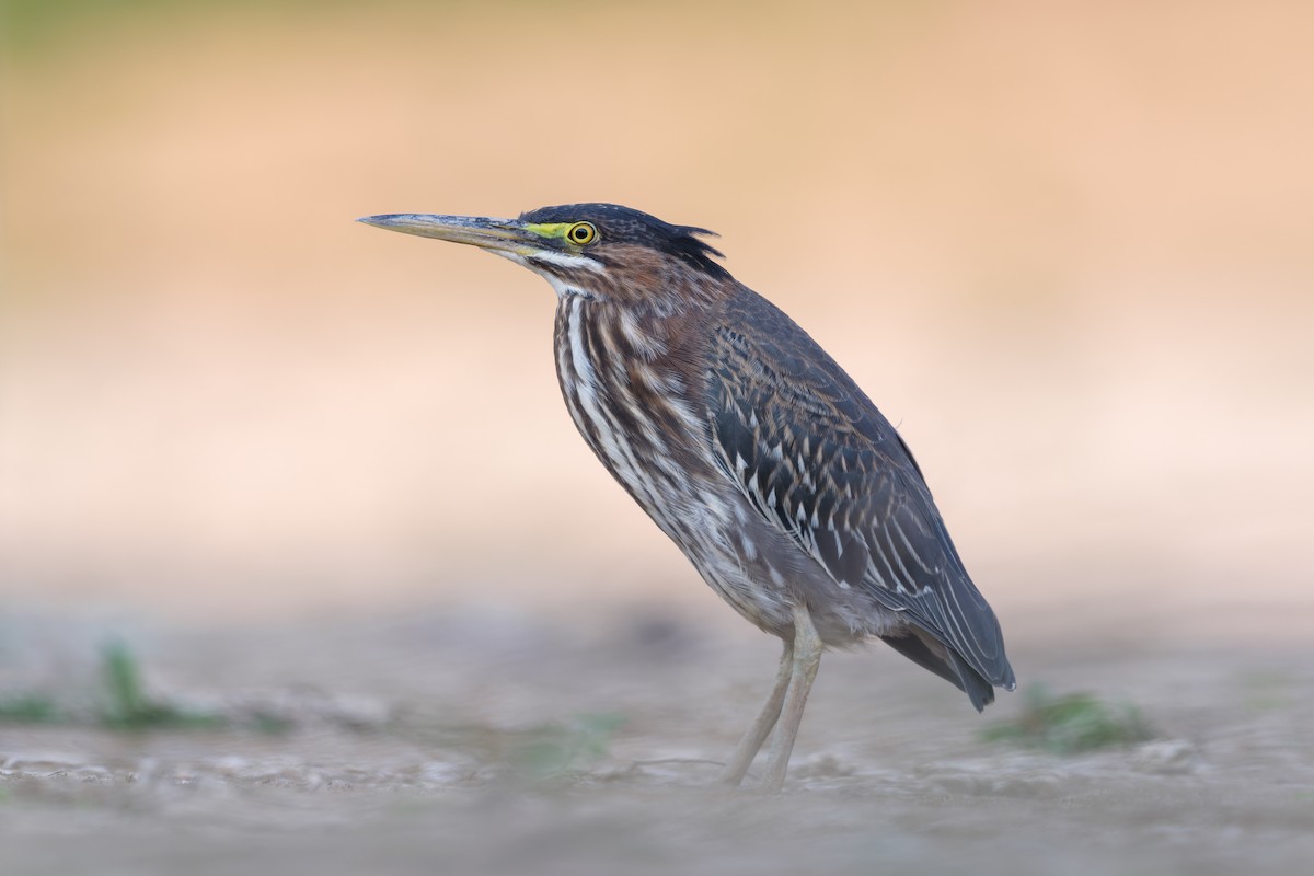 Green Heron - ML642357394