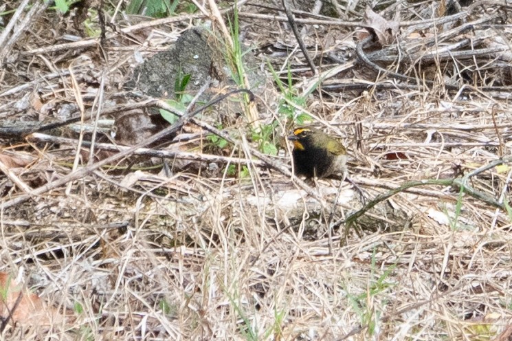Yellow-faced Grassquit - ML642357402