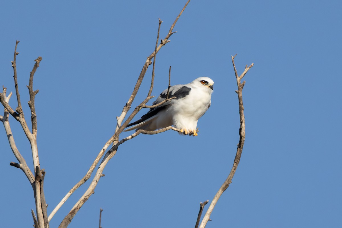 White-tailed Kite - ML642357420