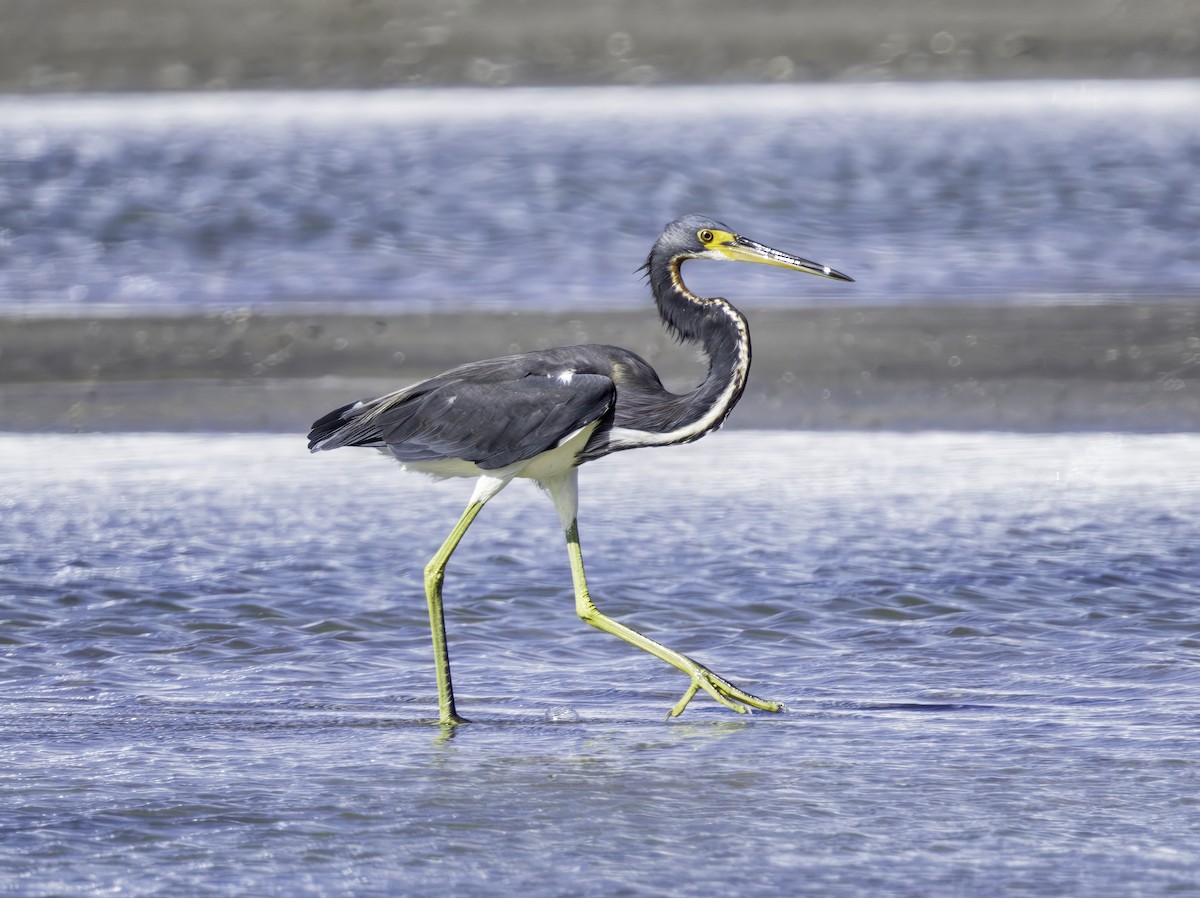 Tricolored Heron - ML642357421