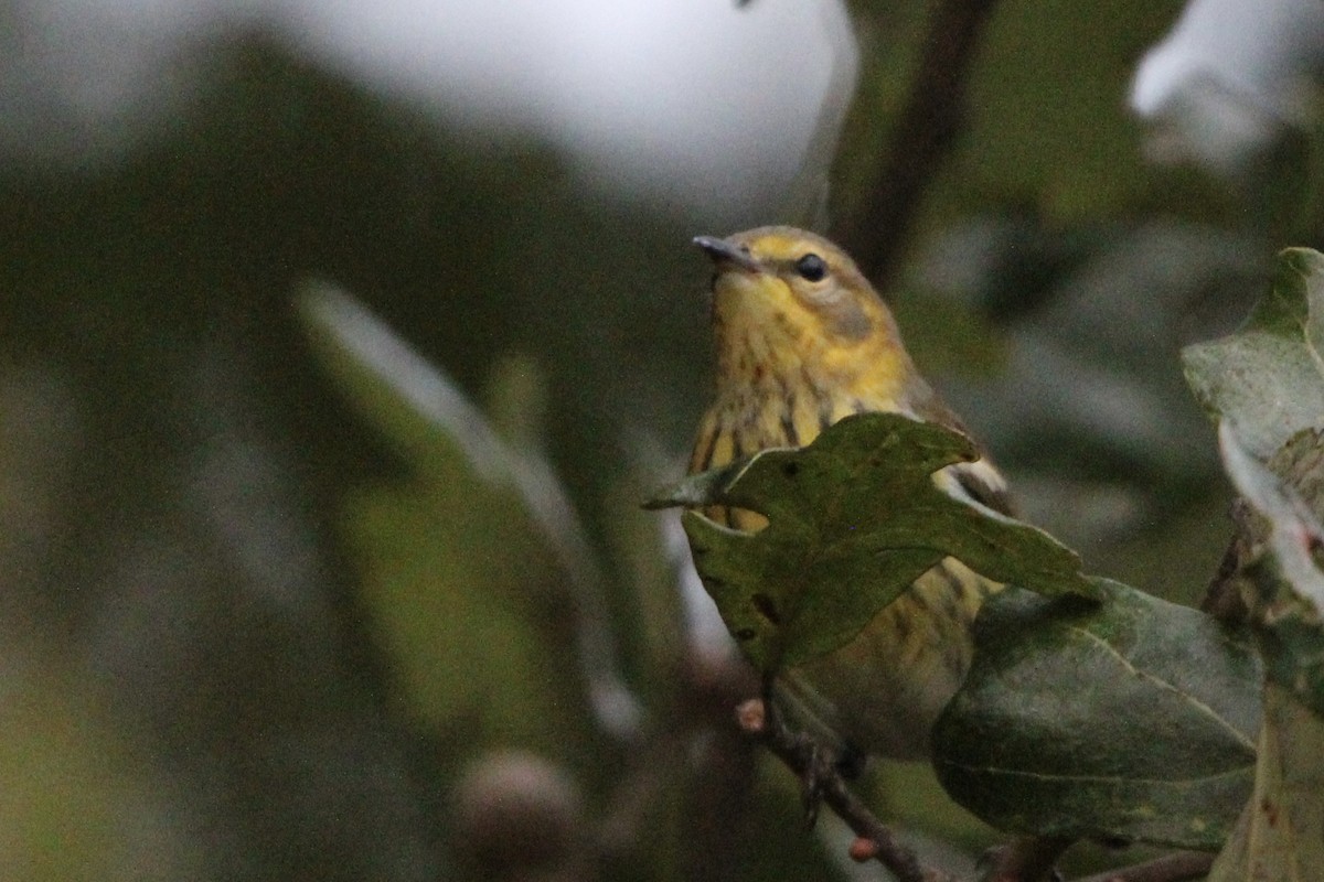 Cape May Warbler - ML642357440