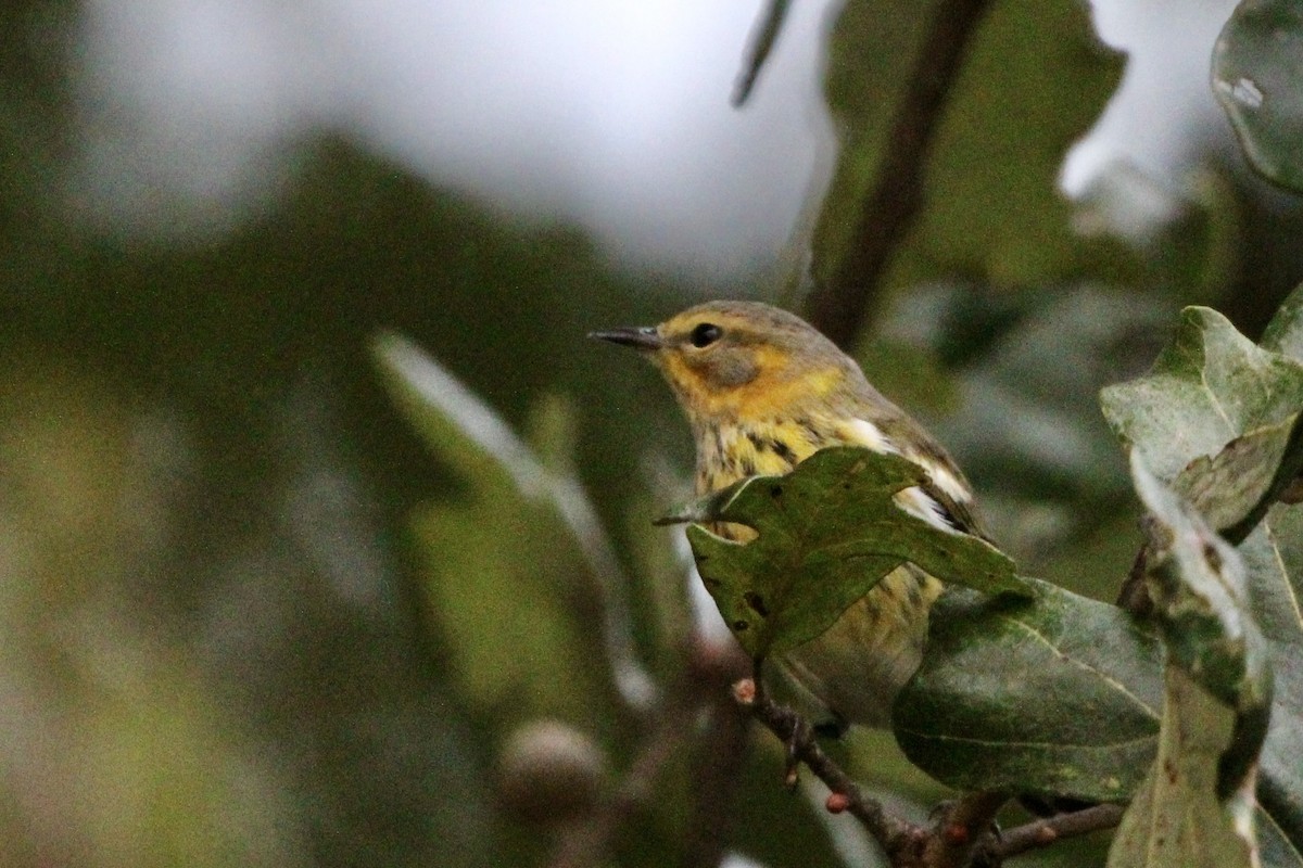 Cape May Warbler - ML642357441