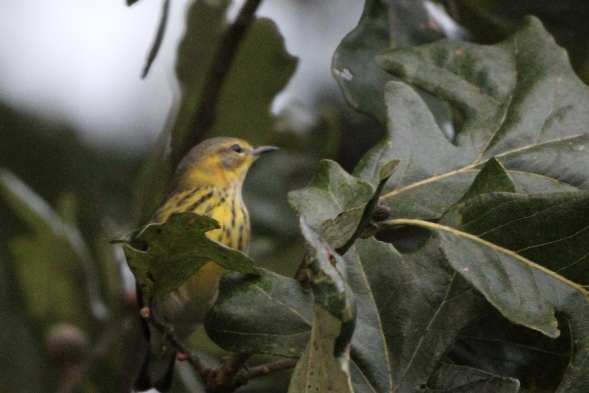 Cape May Warbler - ML642357442