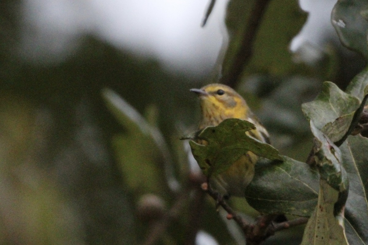 Cape May Warbler - ML642357443