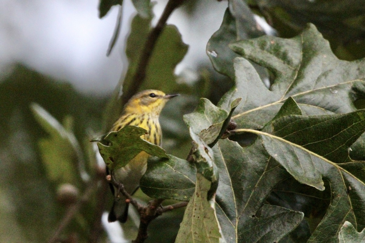 Cape May Warbler - ML642357444